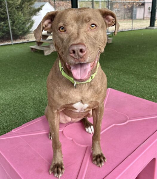 Shelter favorite cannoli waits for a home in monmouth county - photo licensed by shore news network.