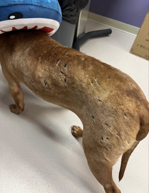 Two dogs burned in house fire face long road ahead at local shelter - photo licensed by shore news network.