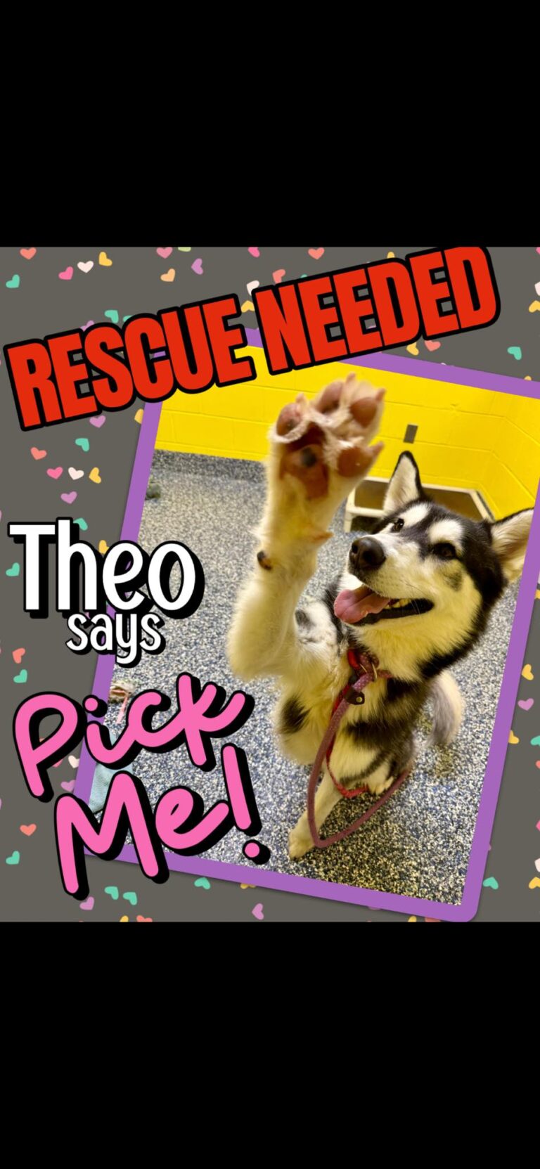 Firehouse drop off dog still searching for a way out - photo licensed by shore news network.