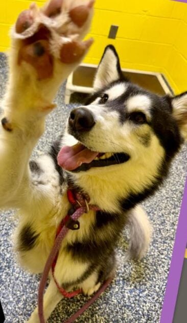 Firehouse drop off dog still searching for a way out - photo licensed by shore news network.