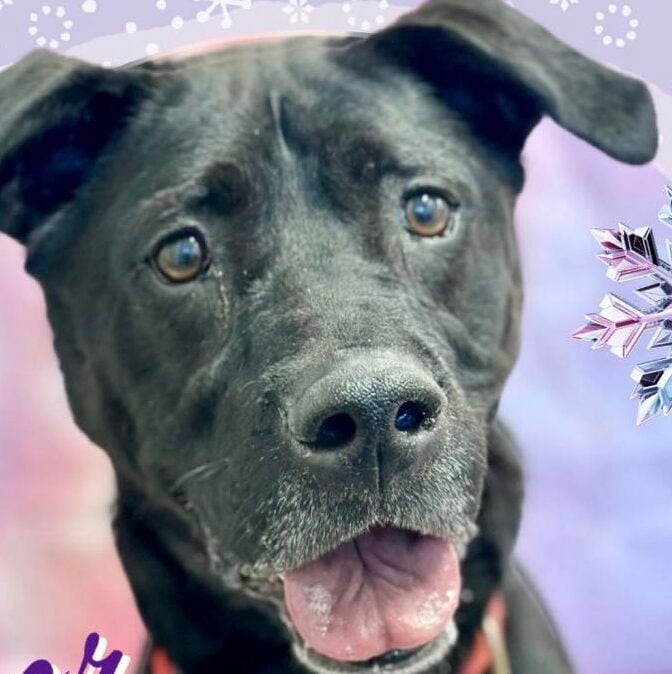 Jackson shelter dog passes tests but still waits - photo licensed by shore news network.