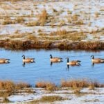 Over 100 canadanian geese found dead at monmouth reservoir amid suspected bird flu outbreak - photo licensed by shore news network.
