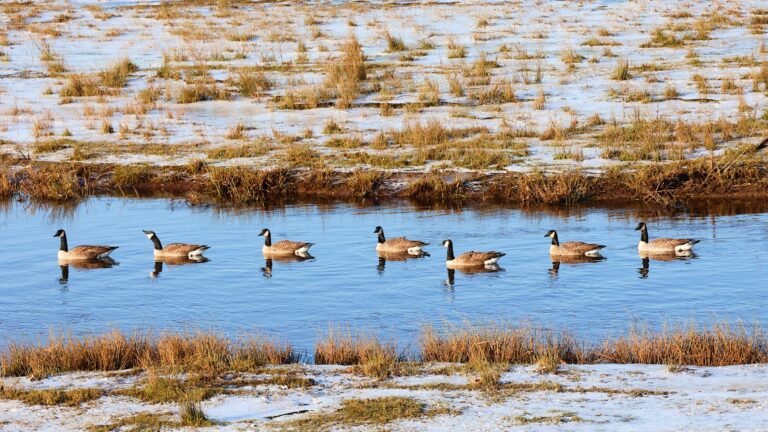 Over 100 canadanian geese found dead at monmouth reservoir amid suspected bird flu outbreak - photo licensed by shore news network.