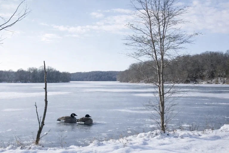 No risk to water supply after dead geese with suspected avian flu found at monmouth county reservior - photo licensed by shore news network.