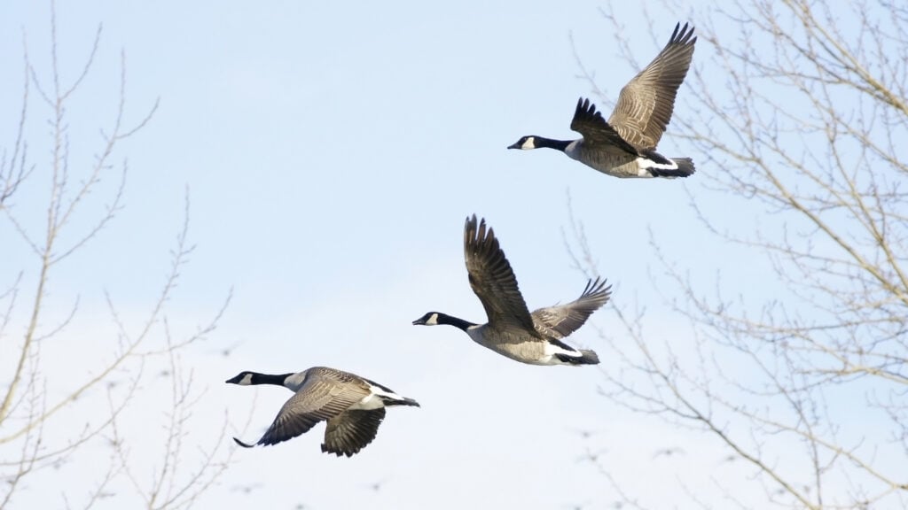 Bird flu warning issued in pemberton as virus spreads in new jersey