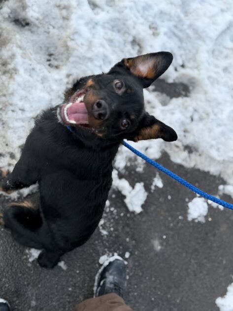 Lost dogs spark search for owners in utica neighborhoods