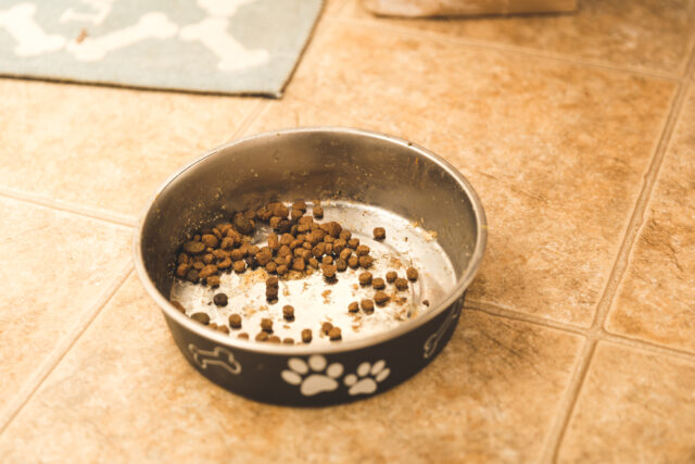 Two women charged after neglected dog found starving and abandoned in rostraver apartment