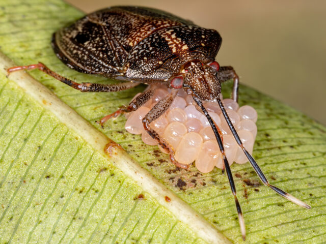Experts warn new jersey residents to prepare for early, active pest season after harsh winter