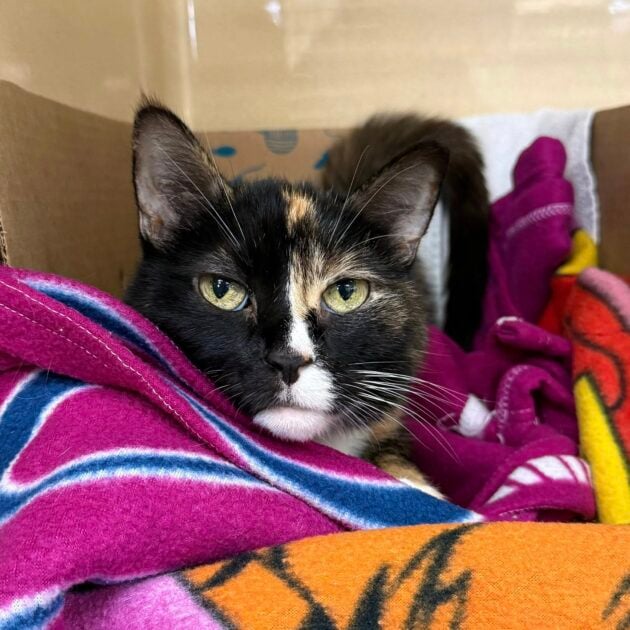 Monmouth County SPCA seeks donations after owner’s illness leaves pets in crisis Monmouth County SPCA seeks donations after owners illness leaves pets in crisis