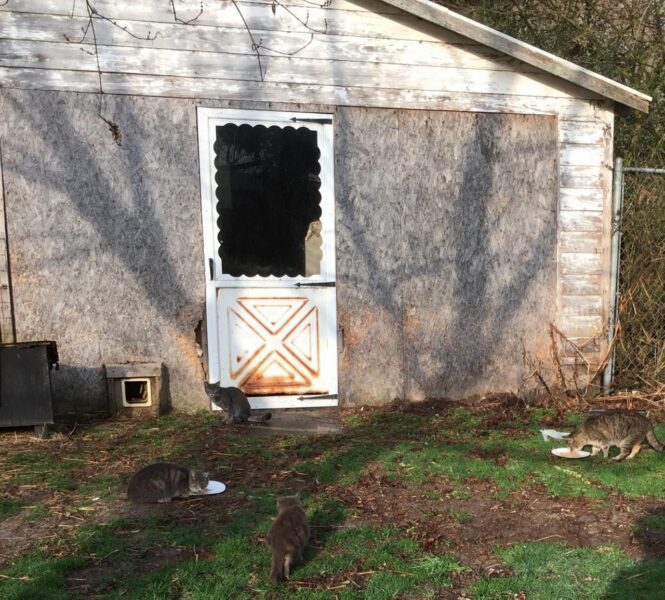 Over 100 cats rescued from Delmar sanctuary littered with skeletal remains