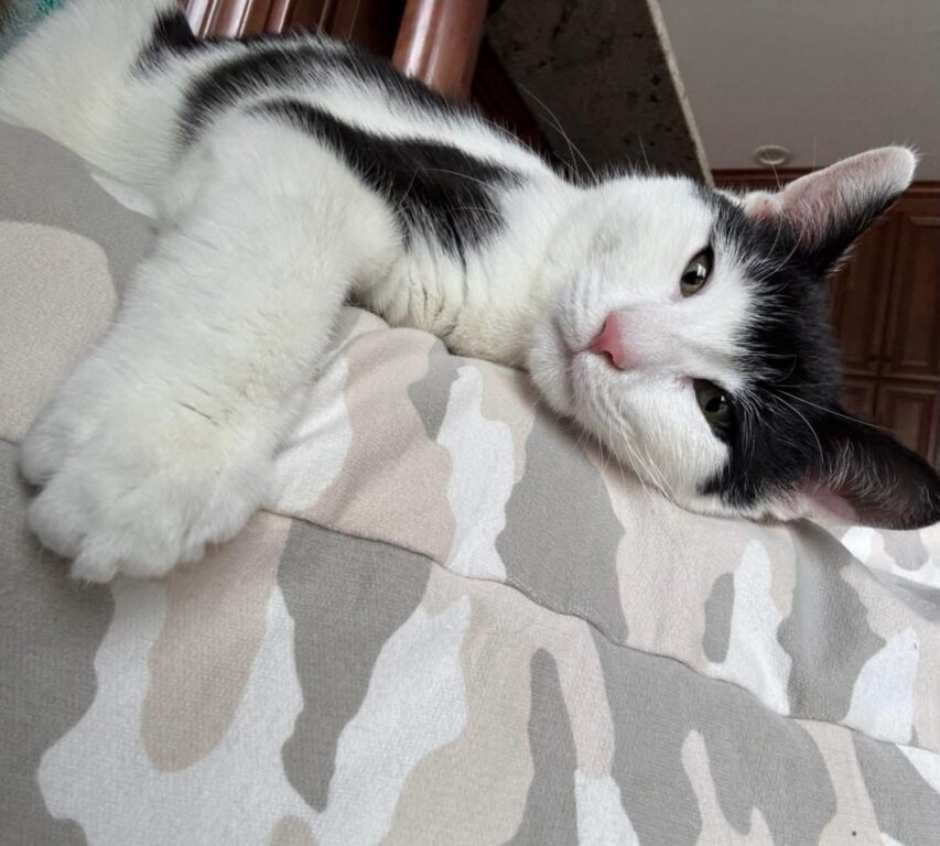 Tuxedo kitten with thyroid condition seeks forever home through ahs forked river