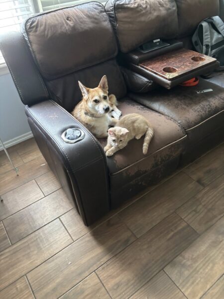 Jackson family searches for missing dog near high school amid snow and freezing temps Jackson family searches for missing dog near high school amid snow and freezing temps