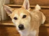 Jackson family searches for missing dog near high school amid snow and freezing temps