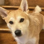 Jackson family searches for missing dog near high school amid snow and freezing temps - photo licensed by shore news network.