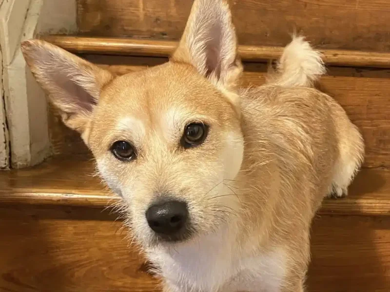 Jackson family searches for missing dog near high school amid snow and freezing temps - photo licensed by shore news network.