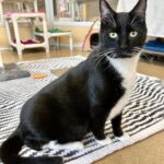 Out of this world shelter cat cosmo seeks second chance at living in a great home - photo licensed by shore news network.