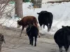 Runaway cows block road in Poughkeepsie before deputies wrangle herd