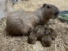Litter of capybara pups born at the jersey shore