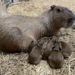 Litter of capybara pups born at the jersey shore - photo licensed by shore news network.