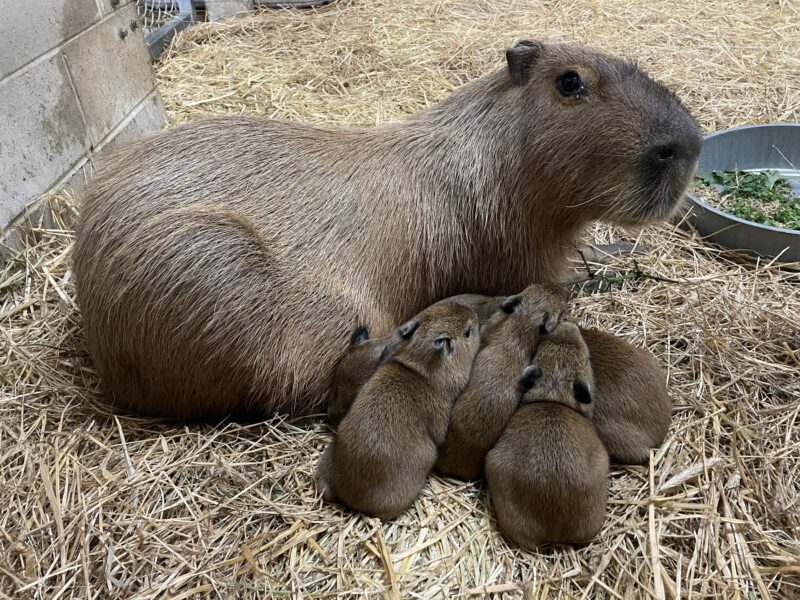 Litter of capybara pups born at the jersey shore - photo licensed by shore news network.