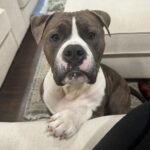 Foster dog favorite dj ready for forever home - photo licensed by shore news network.