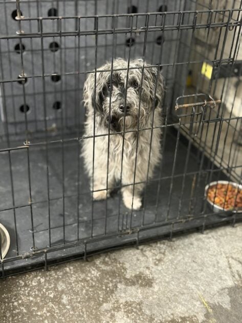 Utica police seek owners of two dogs found over the weekend