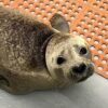 Jersey shore harbor seal continues battle with lung parasites after bradley beach stranding