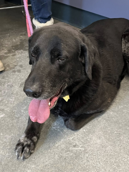 Loving shelter dogs seeking foster families Loving shelter dogs seeking foster families