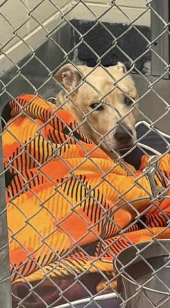 Loving shelter dogs seeking foster families Loving shelter dogs seeking foster families