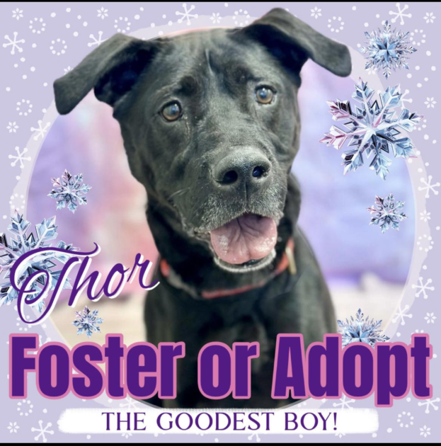 Jackson shelter dog passes tests but still waits - photo licensed by shore news network.