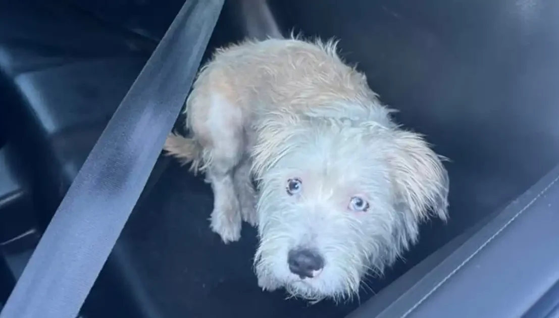 White terrier mix found running near Rice Elementary in Evesham