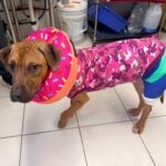 Two dogs burned in house fire face long road ahead at local shelter - photo licensed by shore news network.