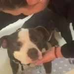 Heartbreaking plea in jackson as family searches for owner or home for dog ‘scooby’ - photo licensed by shore news network.