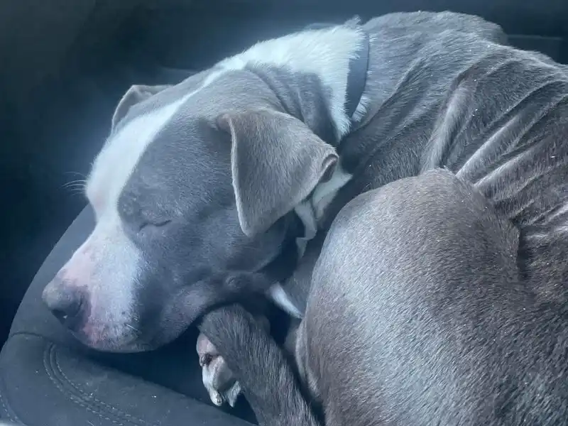 Heartbreaking plea in jackson as family searches for owner or home for dog ‘scooby’ - photo licensed by shore news network.