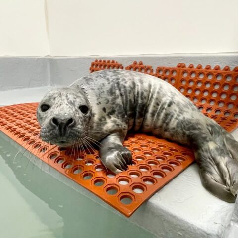 Seal pup recovering at the marine mammal stranding center in brigantine