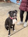 Loving shelter dogs seeking foster families