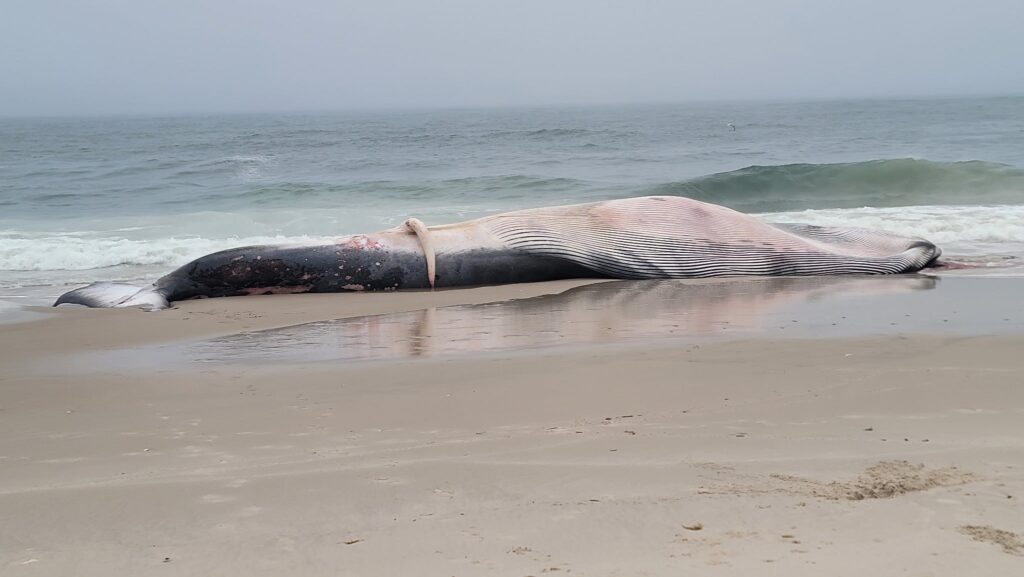 Fin whale found dead off Barnegat Light beach