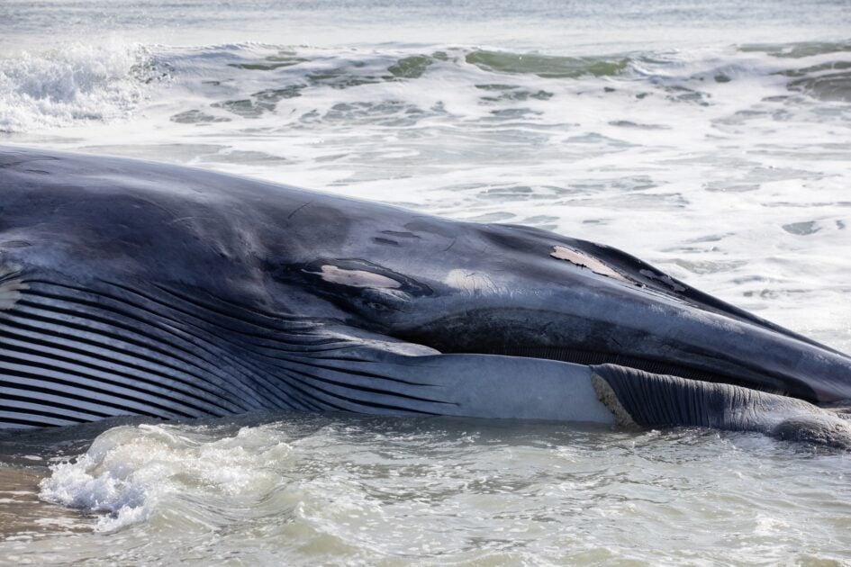 Dead 51 foot fin whale found in Barnegat Light struck by vessel