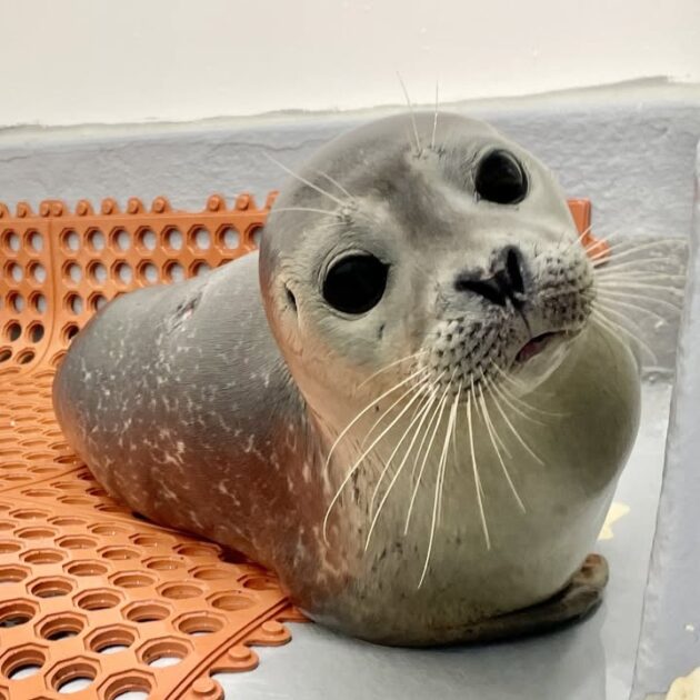 This cute harbor seal rescued in beach haven gardens is now recovering under vet care