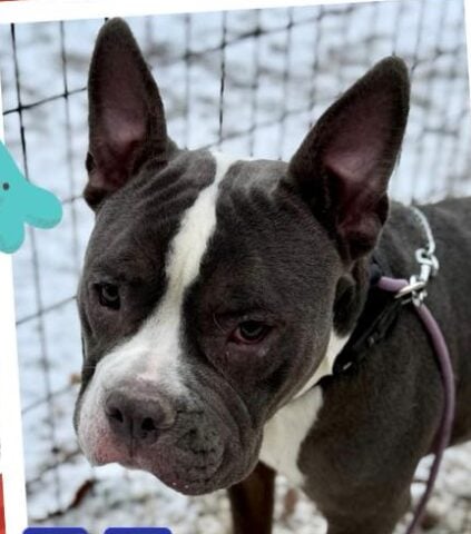 Sweet shelter dog North waits for rescue hero in Jackson Shore News Network Breaking News and Live Updates Across New Jersey New York and Pennsylvania