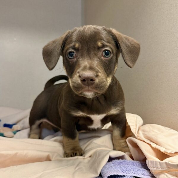 Pittie mix puppies arrive at monmouth county spca ready for adoption