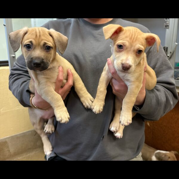 Pittie mix puppies arrive at monmouth county spca ready for adoption
