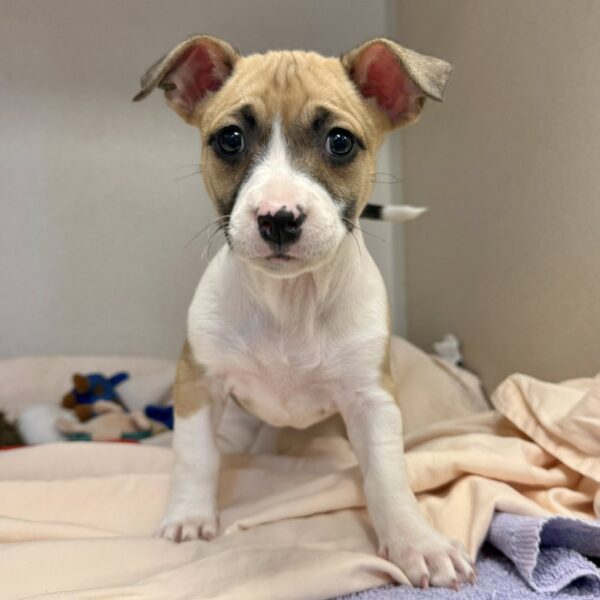 Pittie mix puppies arrive at monmouth county spca ready for adoption