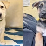 Litter of Labrador puppies dumped in Walmart parking lot find good homes through Monmouth SCPA