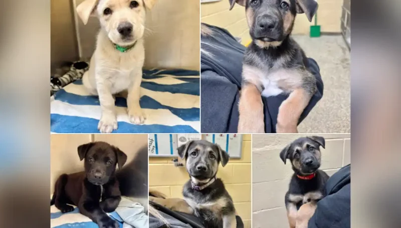 Litter of ab puppies dumped in Walmart parking lot find good homes through Monmouth SCPA Litter of ab puppies dumped in Walmart parking lot find good homes through Monmouth SCPA