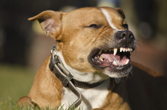 Man attacked by dog in brick township