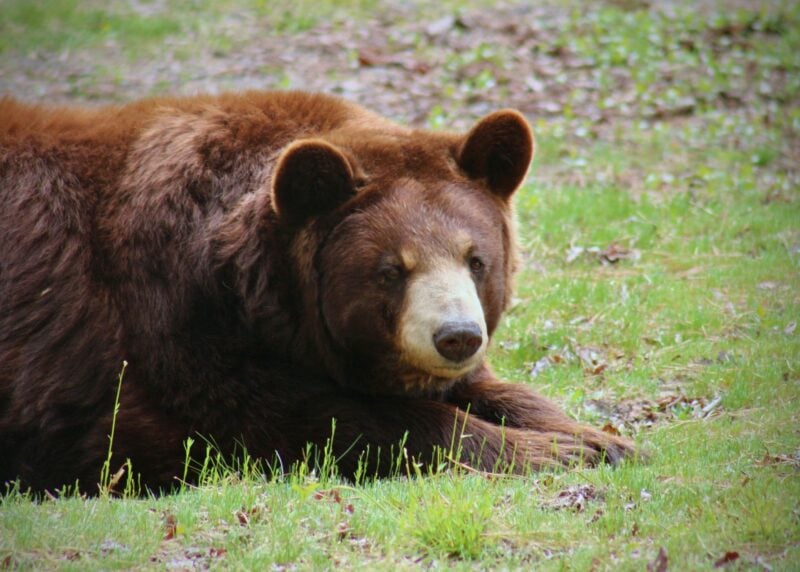 Beloved Rescue Bear Maryann Dies at Popcorn Park Animal Refuge Beloved Rescue Bear Maryann Dies at Popcorn Park Animal Refuge