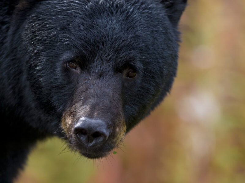 Black Bears Awake Across New Jersey as Spring Brings Increased Sightings