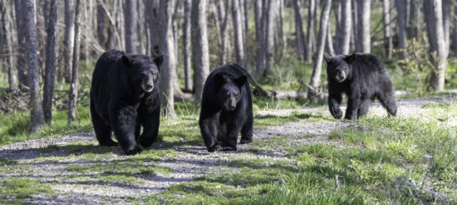 Black bears awake across new jersey as spring brings increased sightings