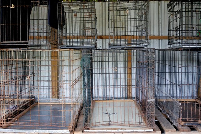 Empty Dog Cages